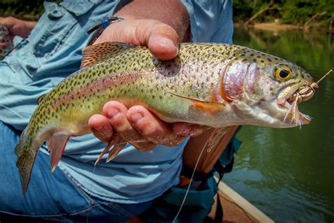 However, in light of the COVID-19 quarantine guidelines, we are asking anglers to stay clear of our trout stocking staff and always maintain appropriate social distancing between other anglers. . Wvdnr trout stocking